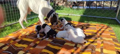 American Bulldog Welpen suchen Traumschloss