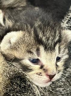 BKH/ EKH Kitten Babykatzen