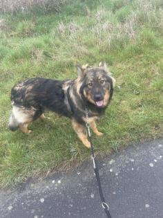 Schäferhund Mix Welpen zu verkaufen