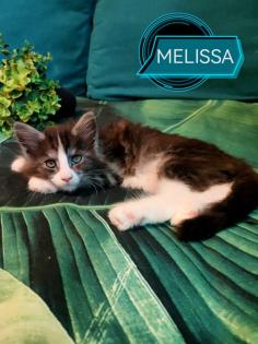 Main-Coon Kitten reinrassig