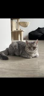 BKH Kitten weiblich grau-getigert mit Zubehör
