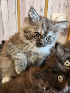 Maine Coon Perser Katze