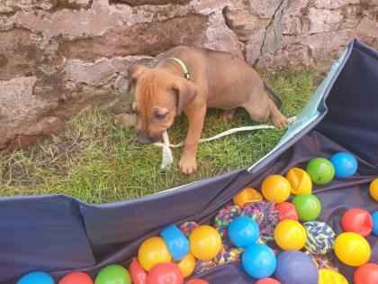 Malinois X Ridgeback