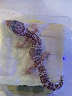 1. 0 Mack Snow Tremper Leopardgecko Männchen Enz 22/15 Gramm abzugeben