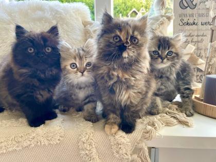 Perser Kitten Kätzchen geimpft abgabebereit