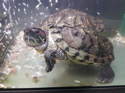 Rotwangen-Schmuckschildkröten