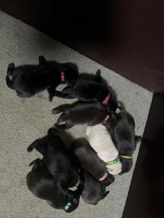 Labradorwelpen