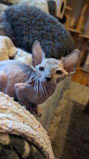 Sphynx Kitten Kater abzugeben