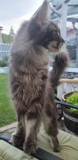 Große Maine Coon Dame mit Papieren/ kastriert