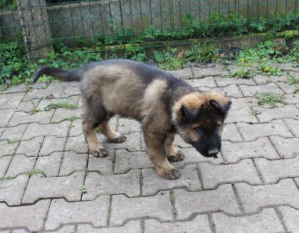 Ork Rüde Welpe Altdeutscher Schäferhund DDR Linien