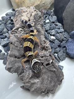 Leopardgecko Weibchen