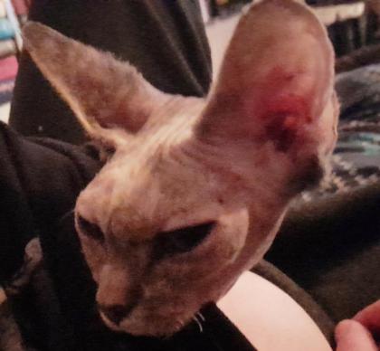 Sphynx 11 Monate