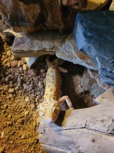Verkaufe 3 Leopardgeckos