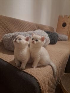 Nur noch 2 reinrassige BKH-Kitten mit Luchsohren Teddygesicht