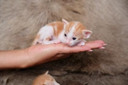 Ein bunter Haufen Orientalischer Kurzhaar Kitten von der zauberhaften Olivia chocolate Tricolour