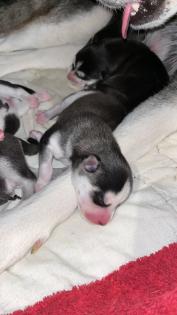 Sibirien Husky Welpen