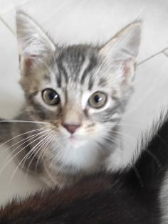 BKH Ragdoll Mix Kitten