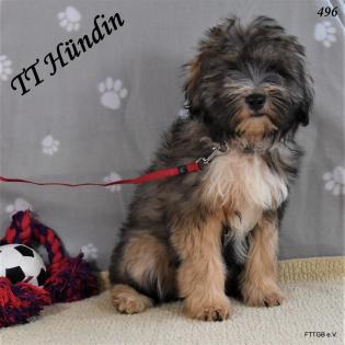 4 Tibet Terrier Welpen in der Farbe Zobel suchen eine neue Familie