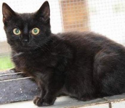 Katzenbabys 7Wochen entwurmt entfloht stubenrein futterfest