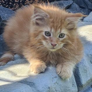 Liebevolle Maine coon mit Stammbaum
