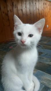 Kleiner Kater mit Handicap