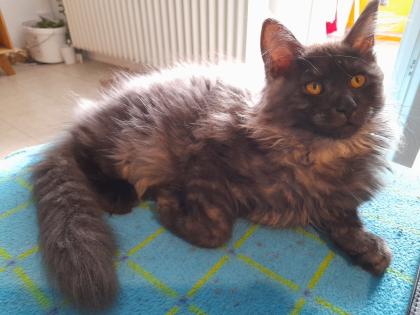 Maine Coon Kitten mit Stammbaum