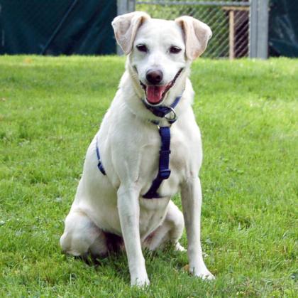 BELISSA - Labrador-Mix - 7 Jahre - Tierhilfe-Franken e. V.