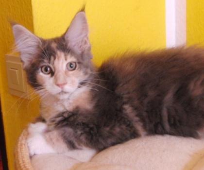 Wunderschöne Maine Coon Babys abzugeben