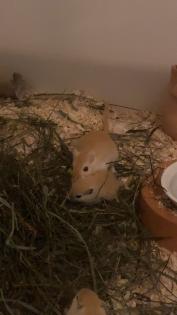Rennmaus sucht neues Zuhause