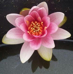 Biete Seerose außen Rosa innen Roter Kern.