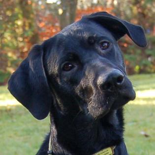 SPIKY - Labrador-Mix - 9 Monate - Tierhilfe-Franken e. V.