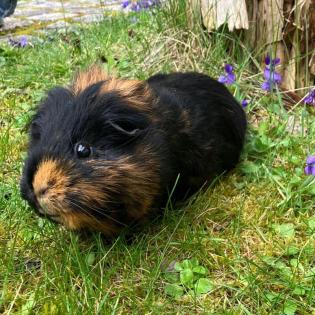 MAGGIE - Glatthaar Meerschweinchen - 4 Jahre - Tierhilfe-Franken e. V.