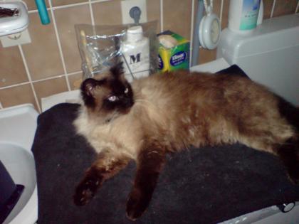 Kater Vermisst
