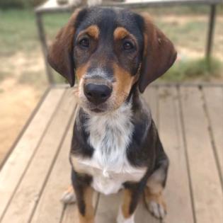 Mara - mit Schaeferhund Genen braucht sie ein erfahrenes Zuhause