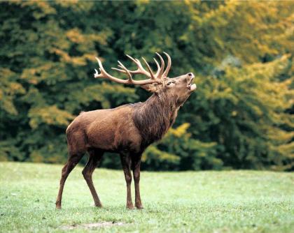 Hirschjagd in Ungarn