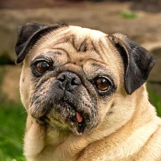 AMY MO - netter Mops - 9 Jahre - Tierhilfe-Franken e. V.