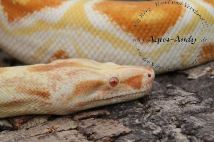Boa constrictor albino sharp line DNZ 2022 ab 400 -Euro