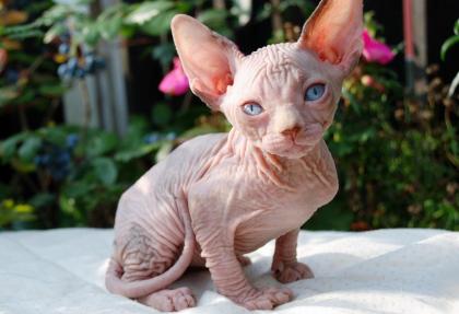 Canadische Sphynxkatzen mit ehrlichen Tasthaaren