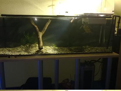 Verschenke 2x Graptemys pseudogeographica weibchen komplettes Zubhör