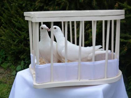 Hochzeitstauben in Halle Saale und Umgebung-Saalekreis