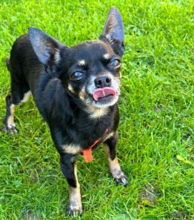 TRIXIMAUS - anhänglicher Chihuahua - 9 Jahre - Tierhilfe-Franken e. V.