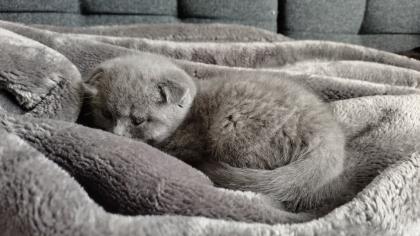 Süße Kitten m und w suchen ein neues Zuhause