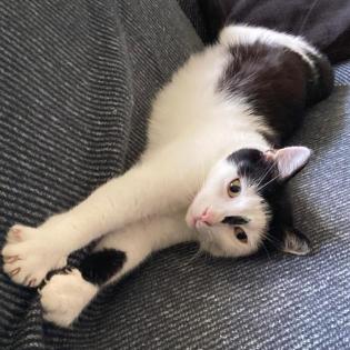 HEXA - europäische Kurzhaarkatze - 6 Jahre - Tierhilfe-Franken e. V.