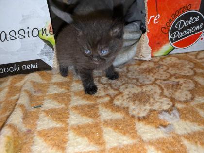 Wir bieten liebevolle gut erzogene reinrassige Britisch-Kurzhaar-Kitten zu erschwinglichen Preise