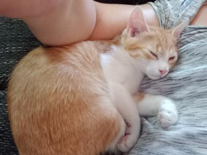 EKH Jungkatzen Ich suche ein liebevolles Zuhause für meine zwei super süßen verschmusten Katzen.