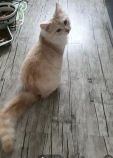 Sibirisches katerchen mit Stammbaum