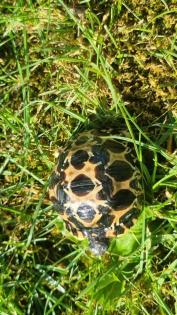 Strahlenschildkröten Astrochelys Radiata NZ 23 Weibchen Je 490 -