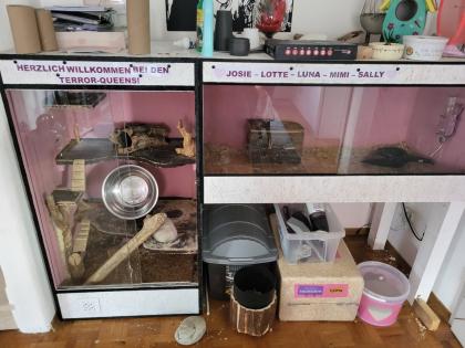 Degu Mädls mit Nagarium