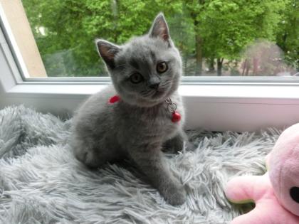2 zuckersüße BKH Kitten blue 1Katze 1Kater mit Starterpaket