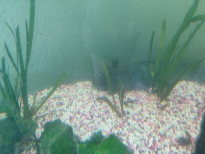 5 Axolotl mit Aquarium